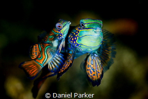 MANDARIN MATING DANCE by Daniel Parker 